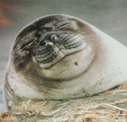smiling and blinking seal